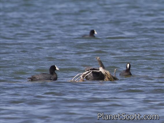 American Coot (Carribbean Coot)