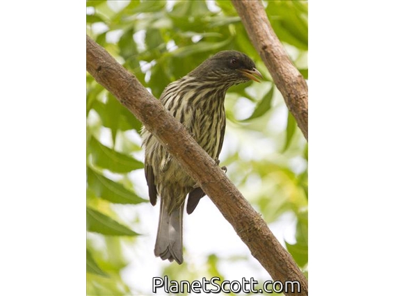 Palmchat (Dulus dominicus)