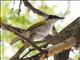 Black-crowned Palm-Tanager (Phaenicophilus palmarum)
