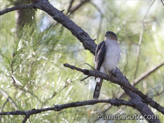 Sharp-shinned Hawk (Accipiter striatus)