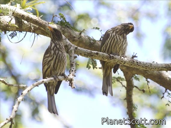 Palmchat (Dulus dominicus)