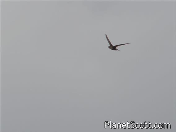 Antillean Palm-Swift (Tachornis phoenicobia)