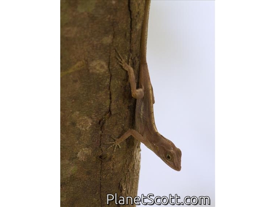 Hispaniolan Stout Anole (Anolis cybotes)