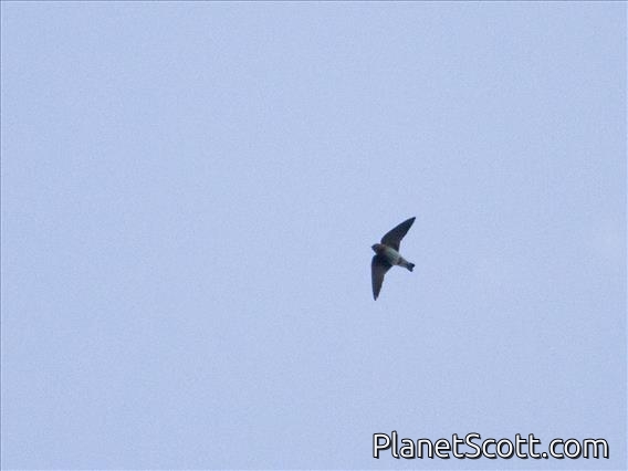 Cave Swallow (Petrochelidon fulva)