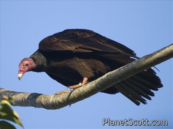 Turkey Vulture (Cathartes aura)