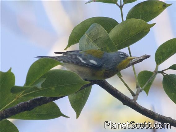 Northern Parula (Setophaga americana)