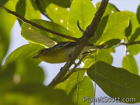 Yellow-throated Vireo (Vireo flavifrons)
