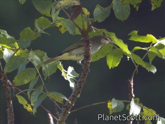 Black-whiskered Vireo (Vireo altiloquus)