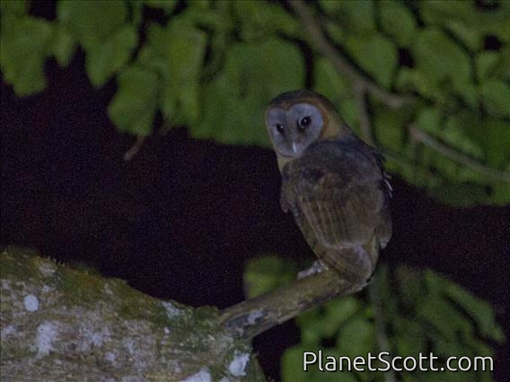 Ashy-faced Owl (Tyto glaucops)