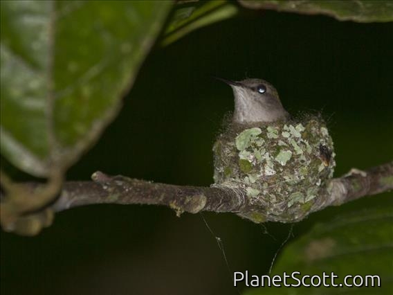 Vervain Hummingbird (Mellisuga minima)