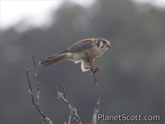 American Kestrel (Falco sparverius)