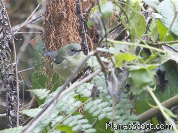 Black-throated Blue Warbler (Setophaga caerulescens) - Female