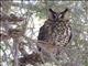 Long-eared Owl (Asio otus)
