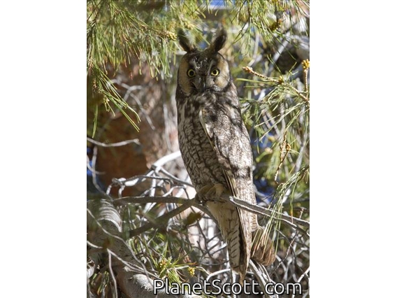 Long-eared Owl (Asio otus)
