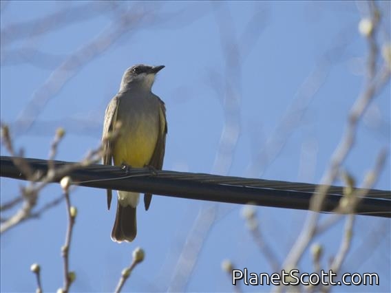 Cassin's Kingbird (Tyrannus vociferans)