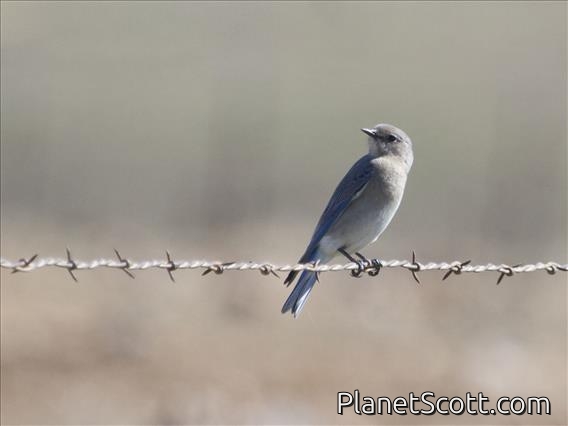 Mountain Bluebird (Sialia currucoides)