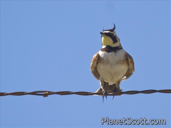 Horned Lark (Eremophila alpestris) - Male
