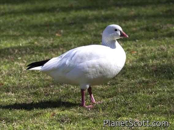 Ross's Goose (Anser rossii)