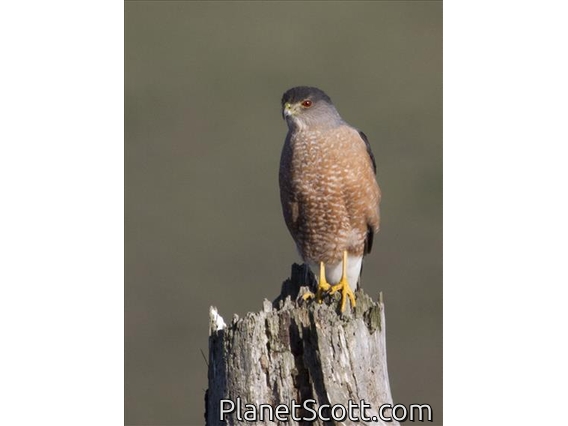 Cooper's Hawk (Accipiter cooperii)