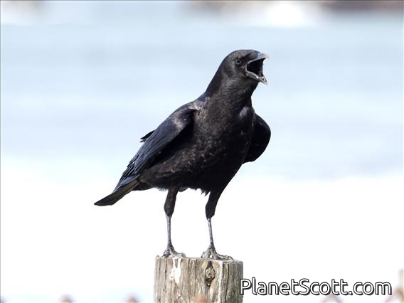 American Crow (Corvus brachyrhynchos)