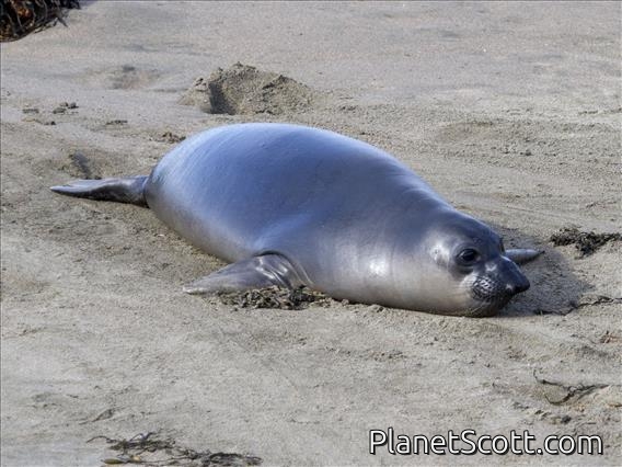 Northern Elephant Seal (Mirounga angustirostris)