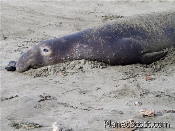 Northern Elephant Seal (Mirounga angustirostris)
