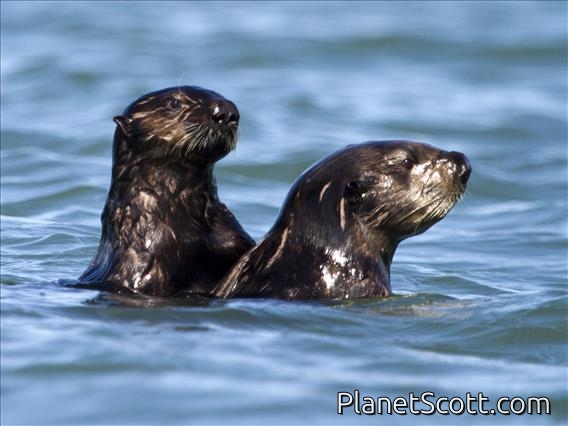 Sea Otter (Enhydra lutris)