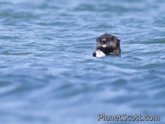 Sea Otter (Enhydra lutris)