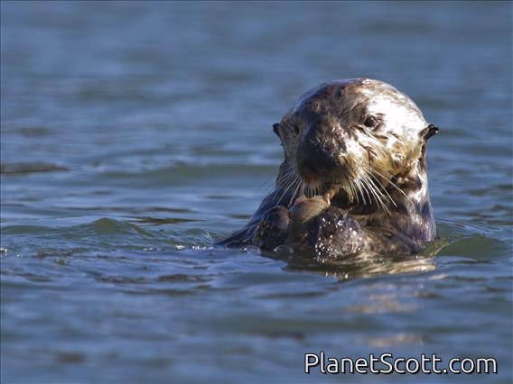 Sea Otter (Enhydra lutris)