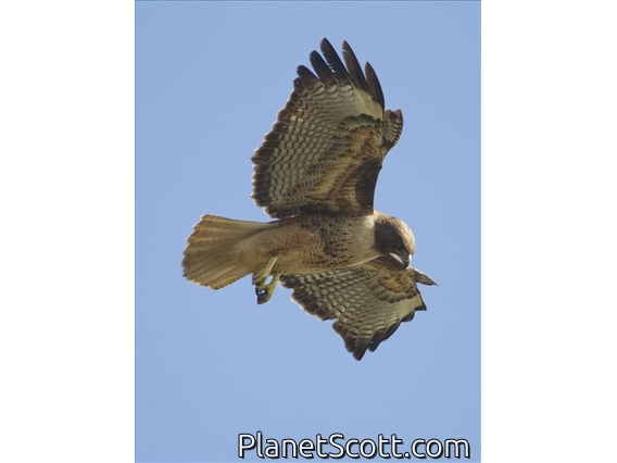 Red-tailed Hawk (Buteo jamaicensis)