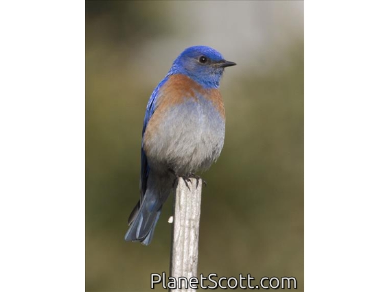 Western Bluebird (Sialia mexicana)