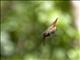Allens Hummingbird (Selasphorus sasin)