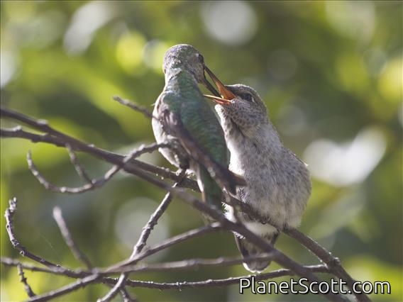 Anna's Hummingbird (Calypte anna)