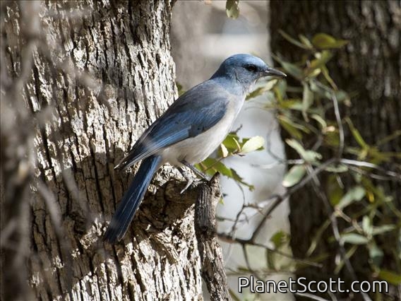 Mexican Jay (Aphelocoma wollweberi)