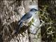 Mexican Jay (Aphelocoma wollweberi)