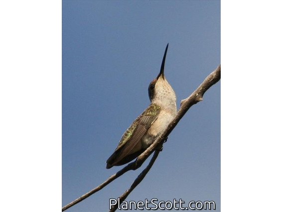 Black-chinned Hummingbird (Archilochus alexandri)