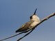 Black-chinned Hummingbird (Archilochus alexandri)