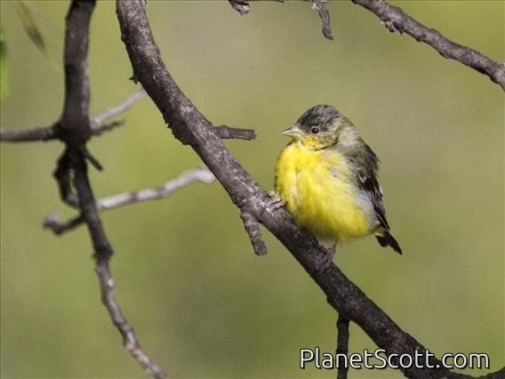Lesser Goldfinch (Spinus psaltria)