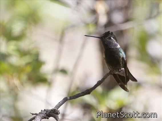 Rivoli's Hummingbird (Eugenes fulgens)