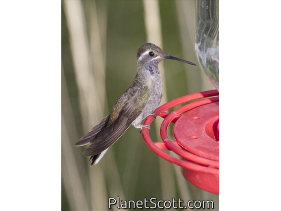 Blue-throated Hummingbird (Lampornis clemenciae)