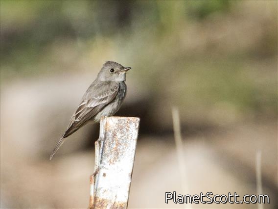Western Wood-Pewee (Contopus sordidulus)