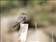 Western Wood-Pewee (Contopus sordidulus)