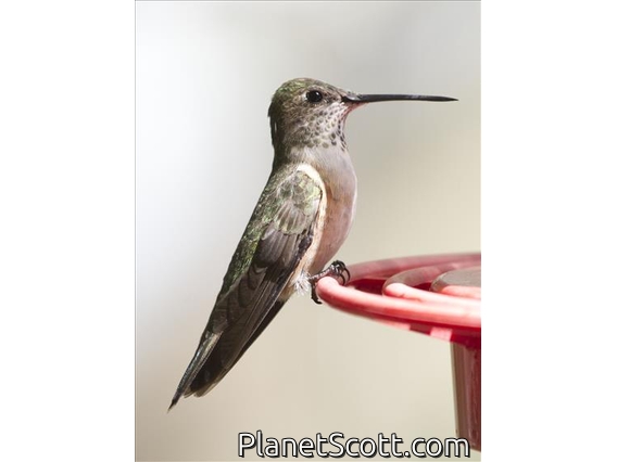 Broad-tailed Hummingbird (Selasphorus platycercus)