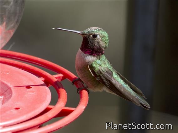 Broad-tailed Hummingbird (Selasphorus platycercus)