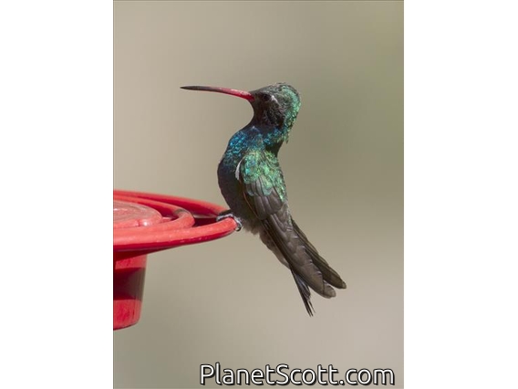 Broad-billed Hummingbird (Cynanthus latirostris)