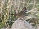 Green-tailed Towhee (Pipilo chlorurus)