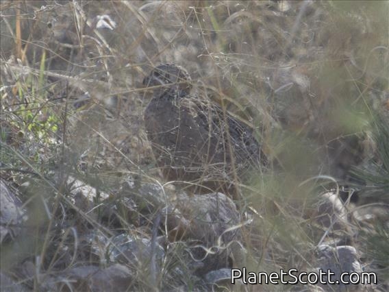 Montezuma Quail (Cyrtonyx montezumae)