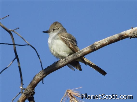 Ash-throated Flycatcher (Myiarchus cinerascens)
