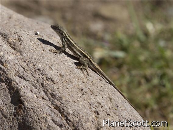 Striped Plateau Lizard (Sceloporus virgatus)