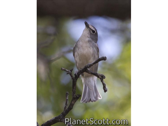 Plumbeous Vireo (Vireo plumbeus)